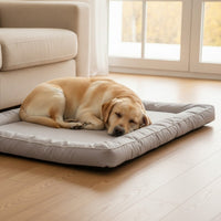 Mise en situation : labrador endormi sur le coussin gris clair, au pied du canapé